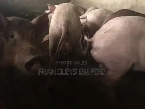 34cedis Per Life Weight.Fatless Pigs for Killing. Dressing Fee.