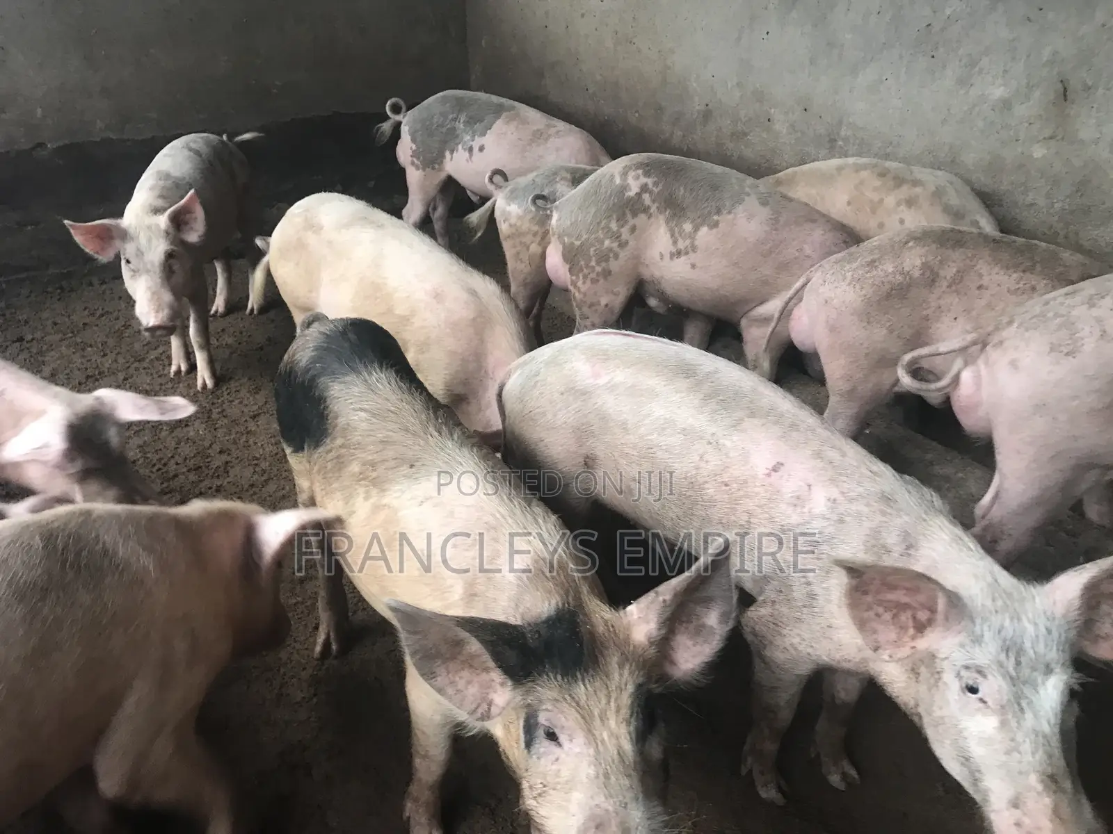34cedis Per Life Weight.Fatless Pigs for Killing. Dressing Fee.