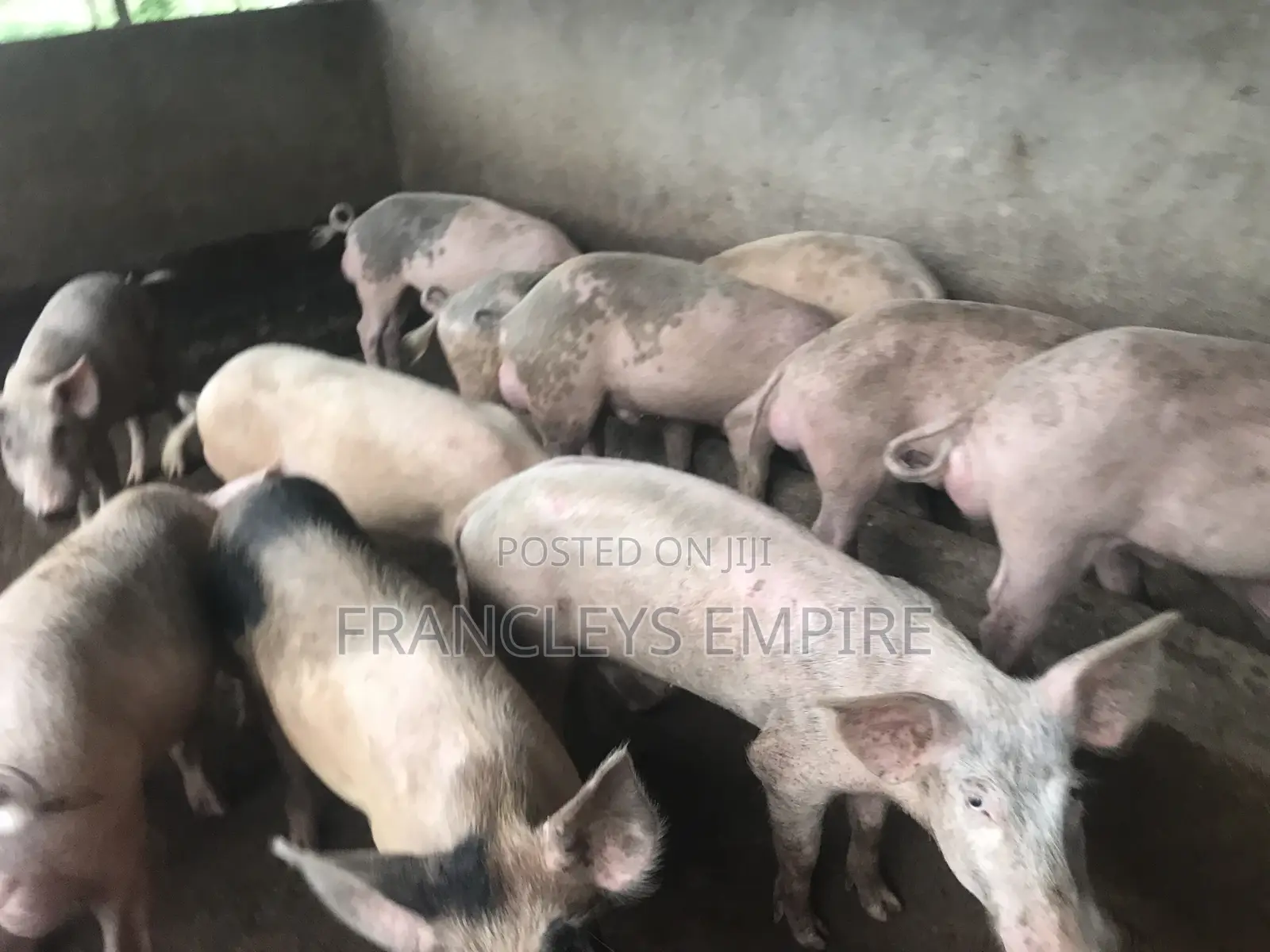 34cedis Per Life Weight.Fatless Pigs for Killing. Dressing Fee.