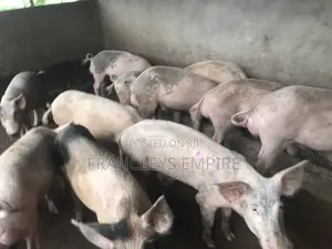 34cedis Per Life Weight.Fatless Pigs for Killing. Dressing Fee.