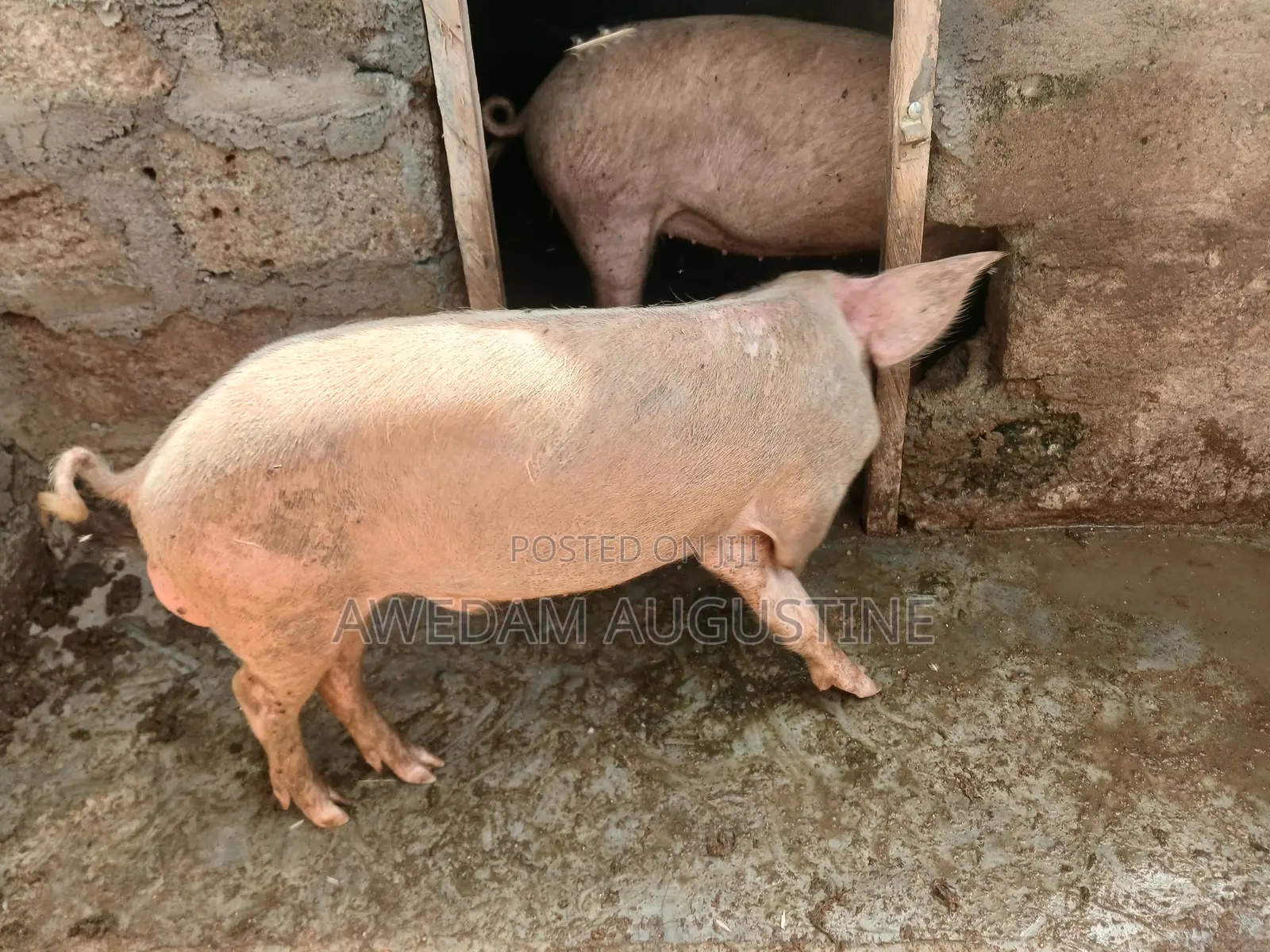 Landrace Pigs