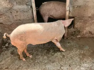 Landrace Pigs
