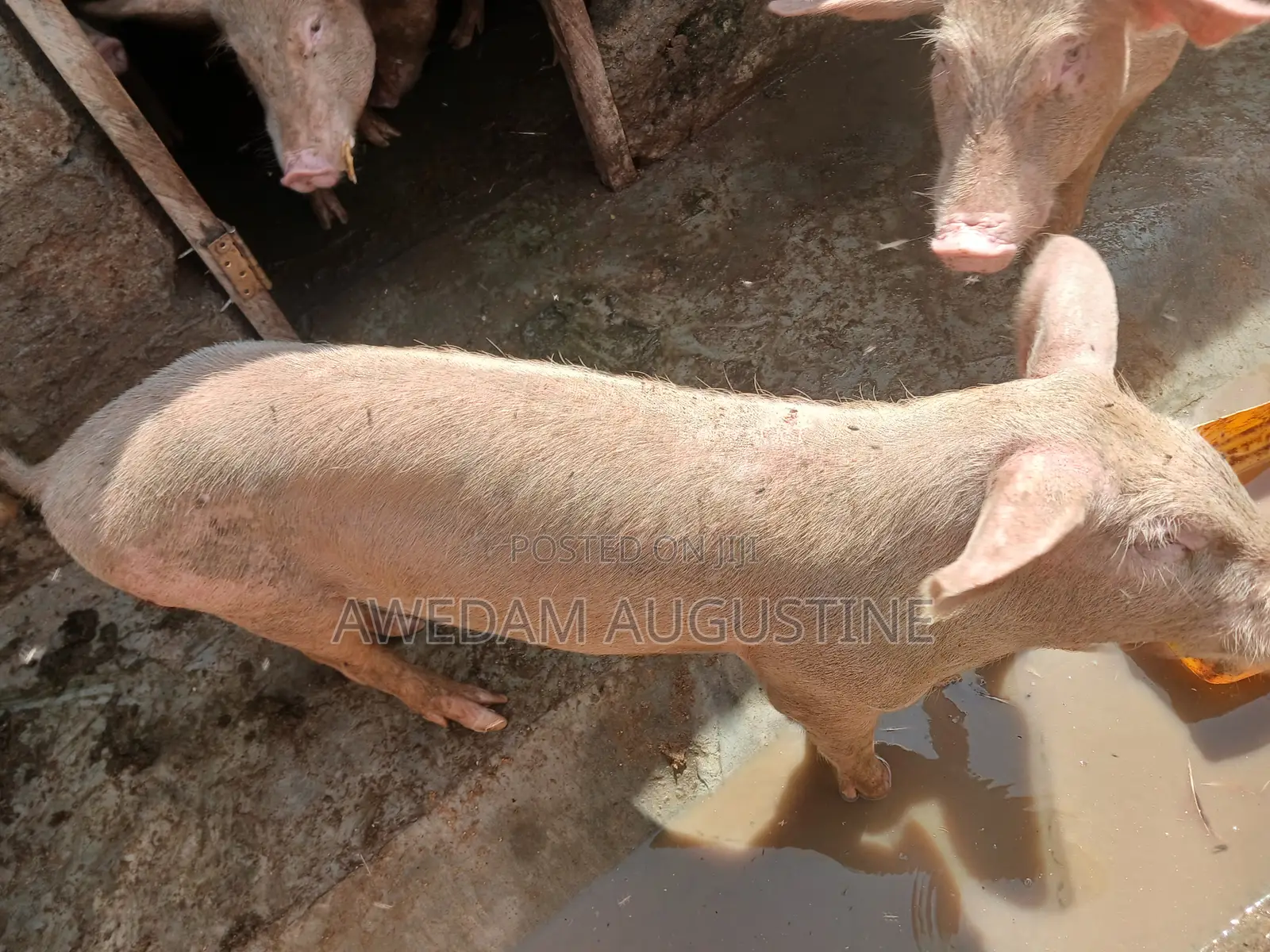 Landrace Pigs