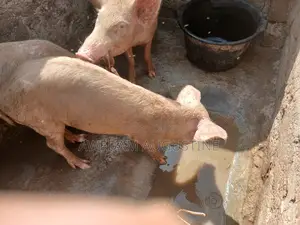 Landrace Pigs