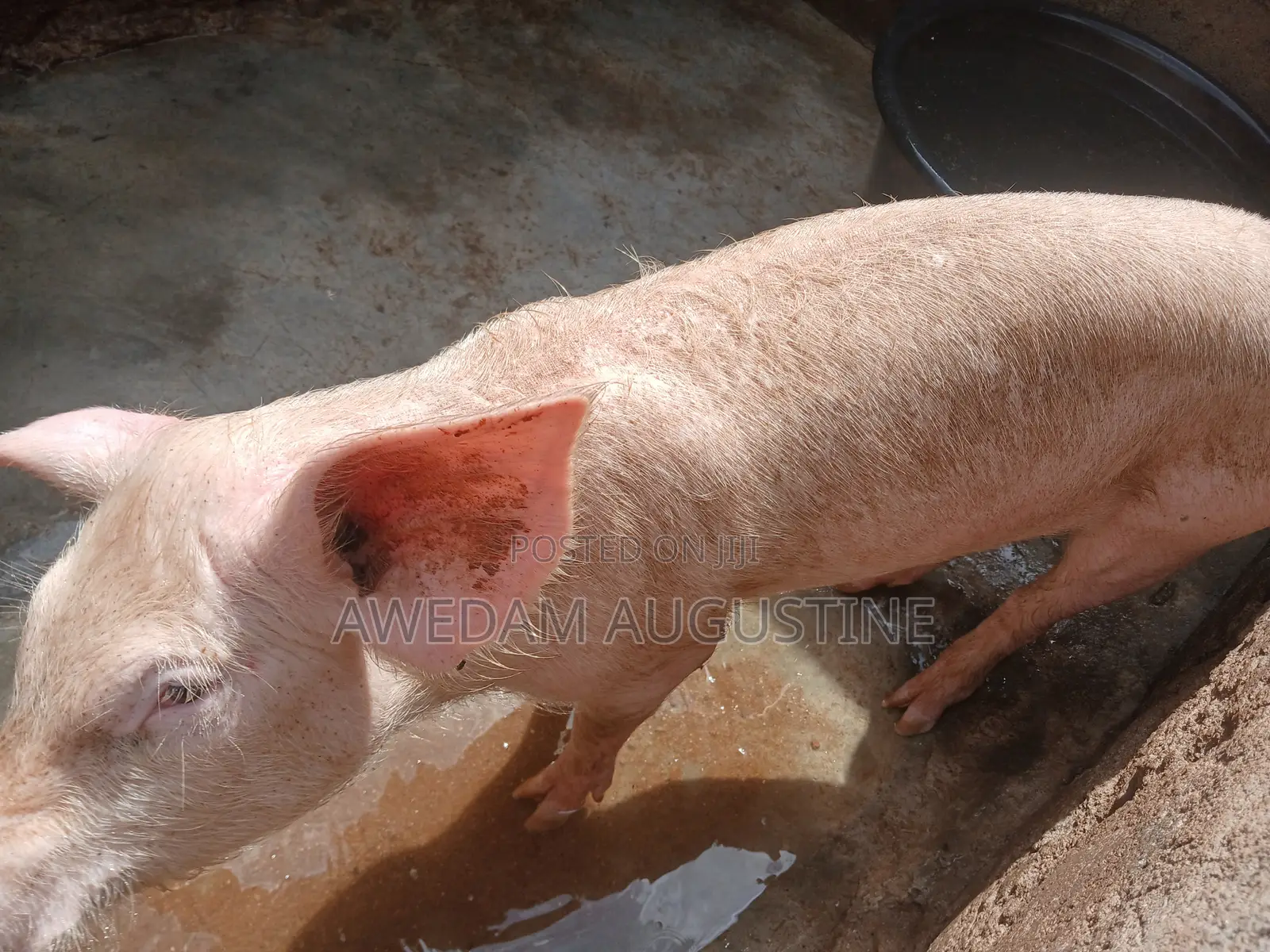 Landrace Pigs