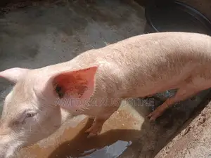 Landrace Pigs