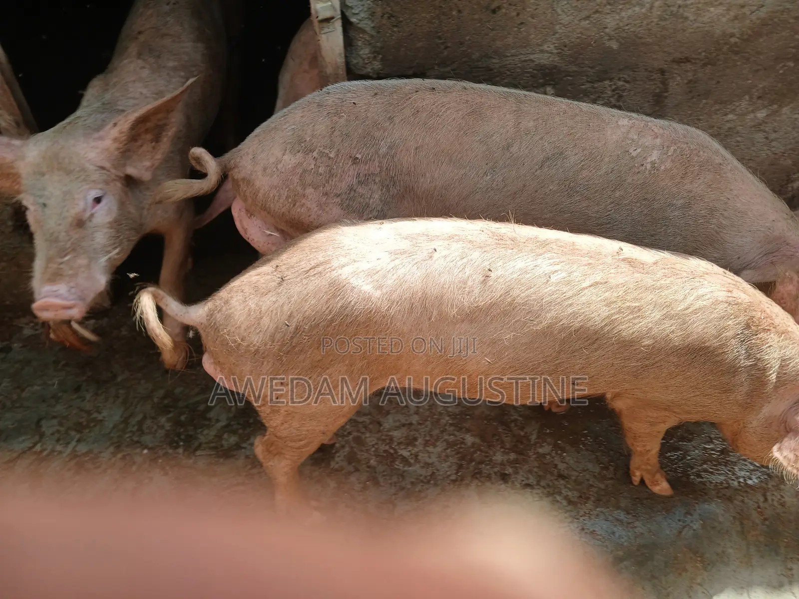 Landrace Pigs