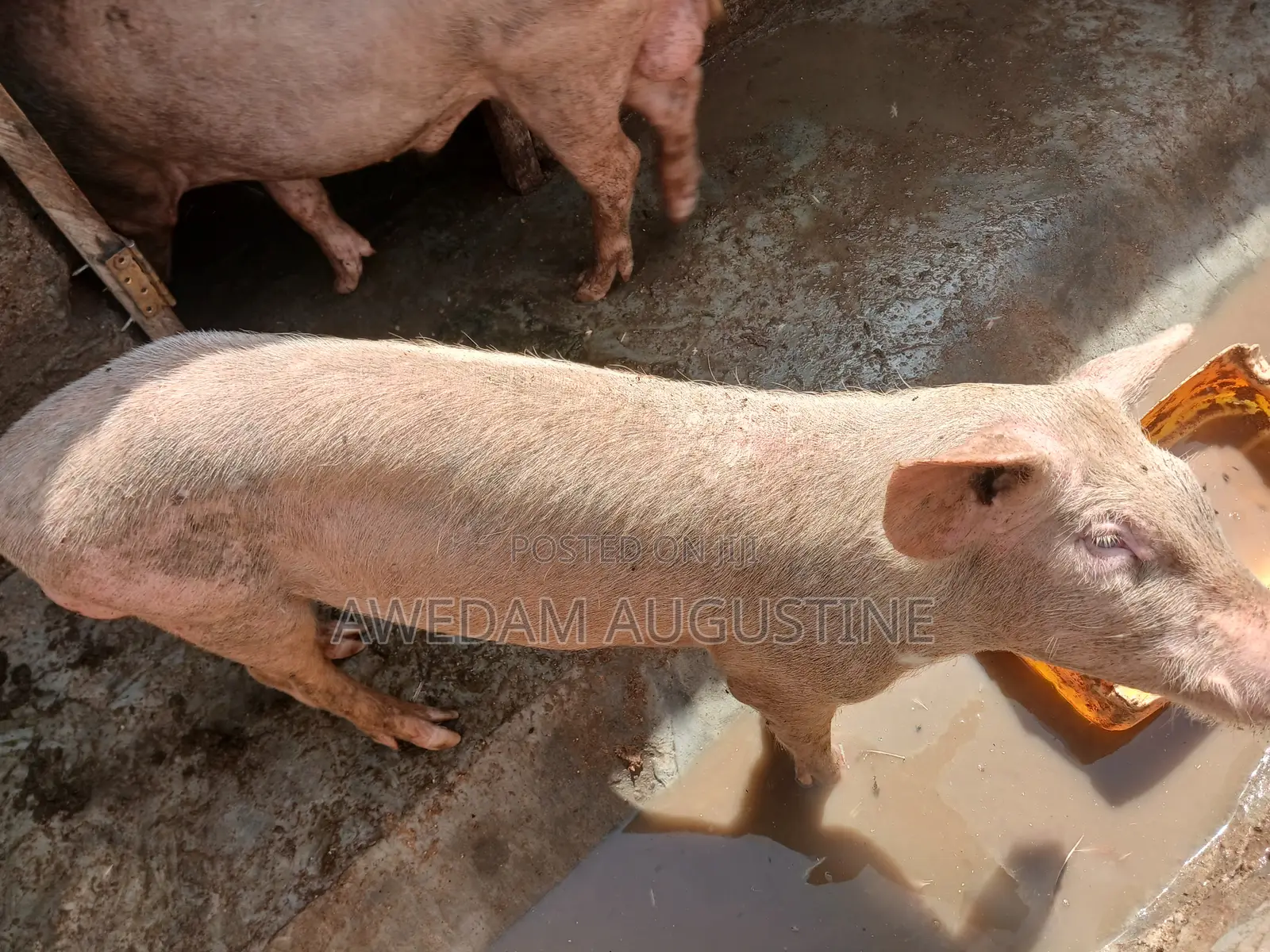 Landrace Pigs