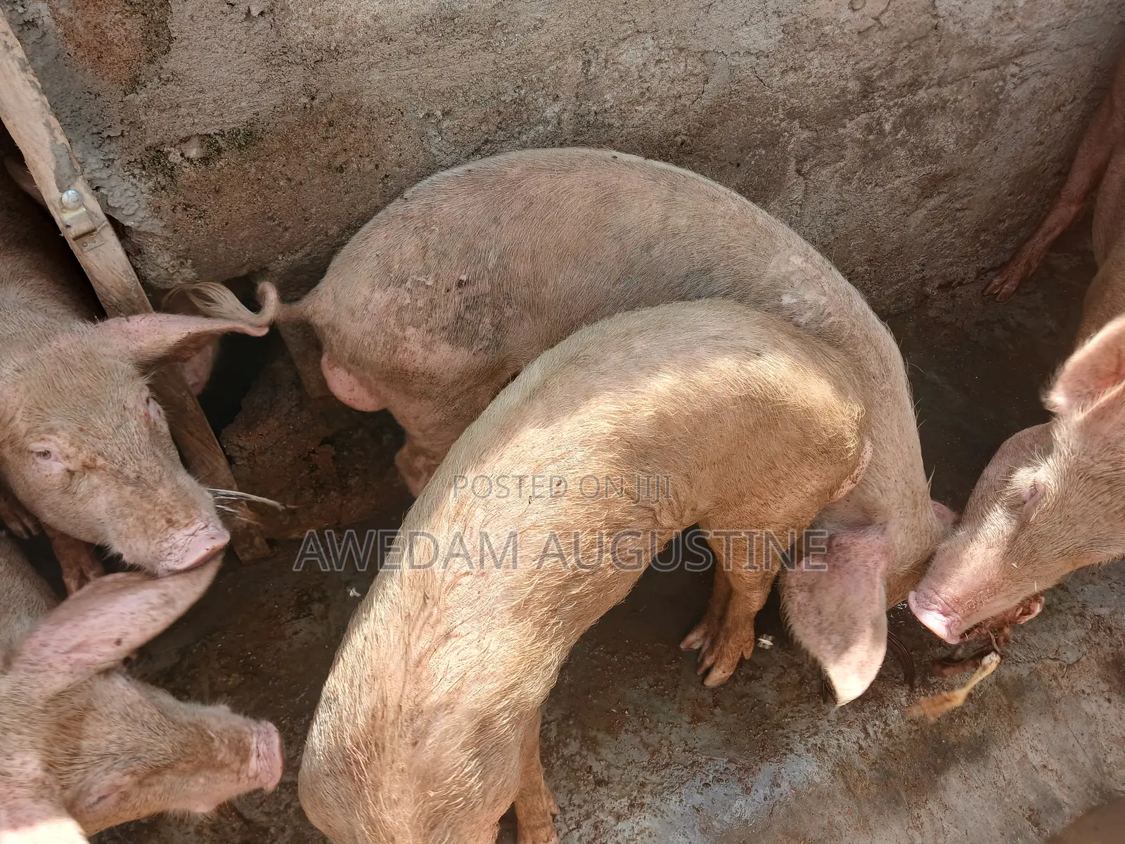 Landrace Pigs