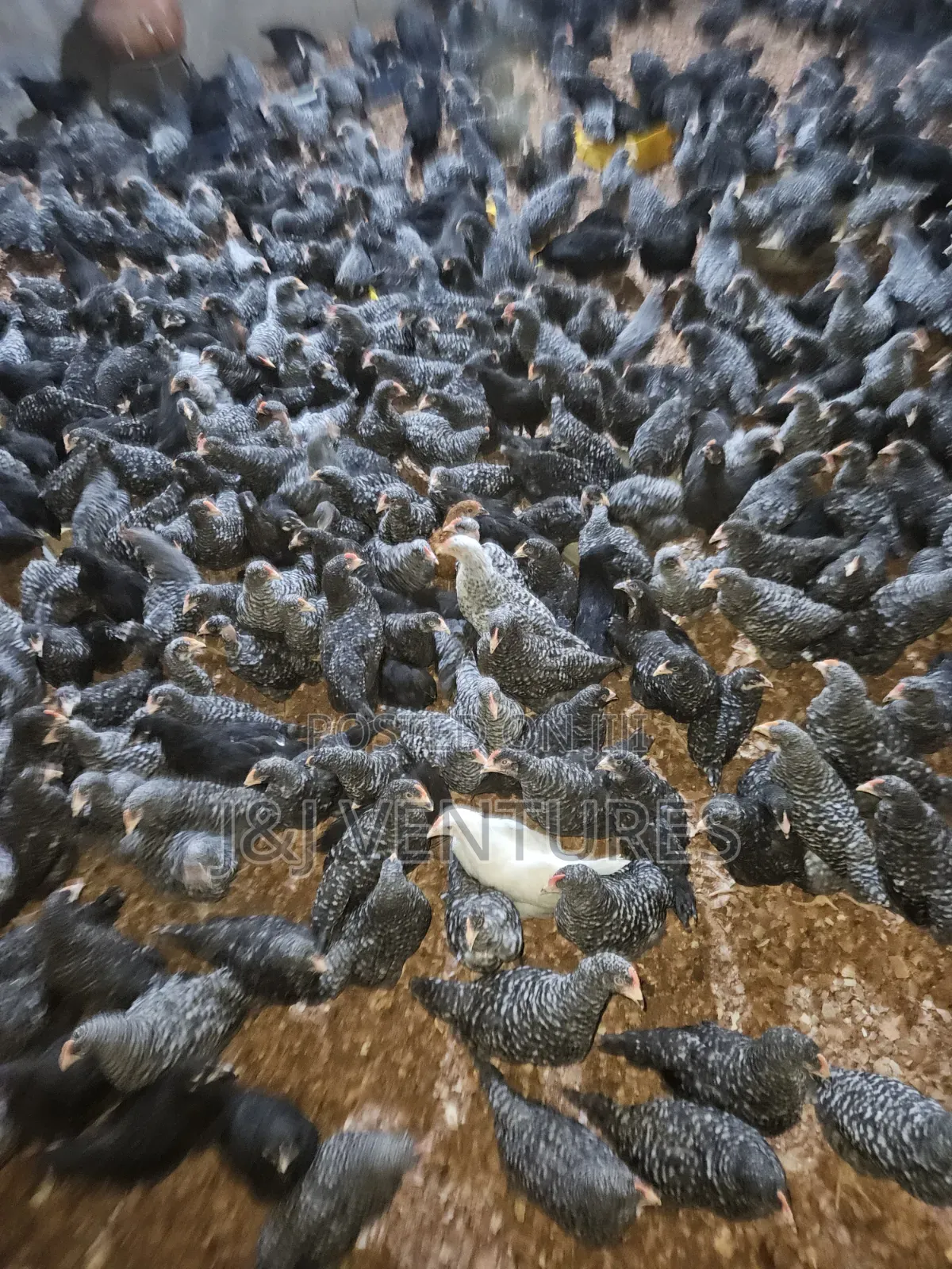 8-9 Weeks Plymouth Rock Chickens for Sale