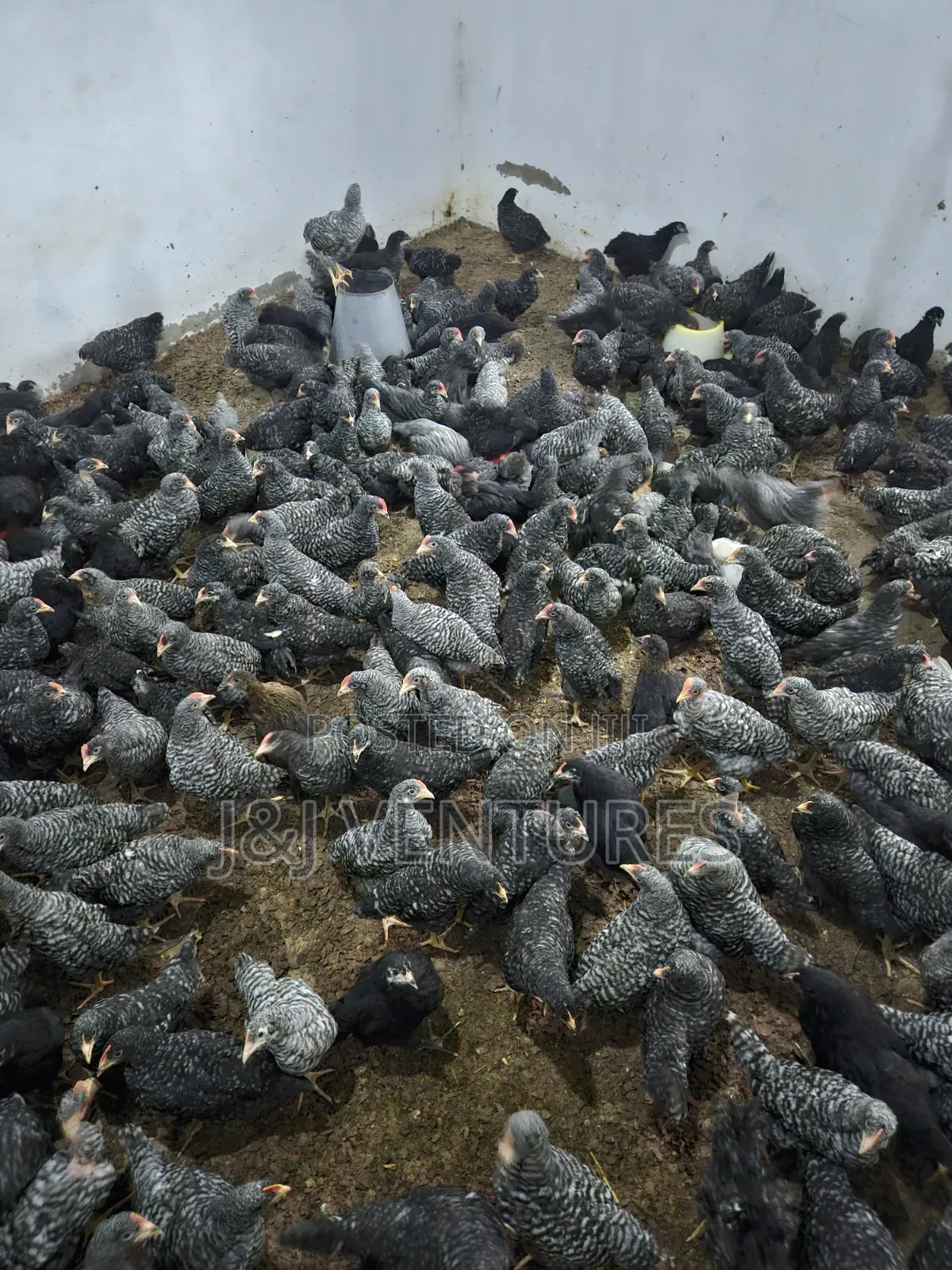 8-9 Weeks Plymouth Rock Chickens for Sale