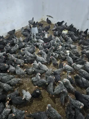 8-9 Weeks Plymouth Rock Chickens for Sale