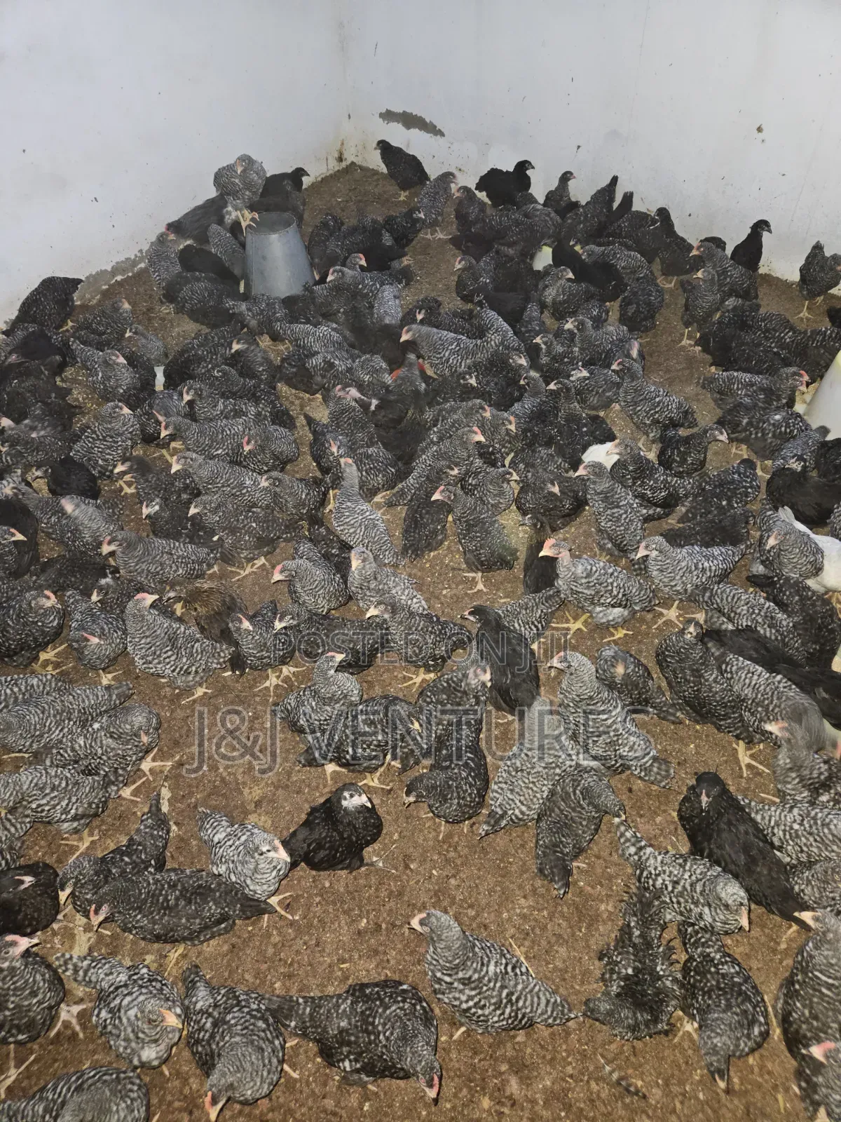 8-9 Weeks Plymouth Rock Chickens for Sale