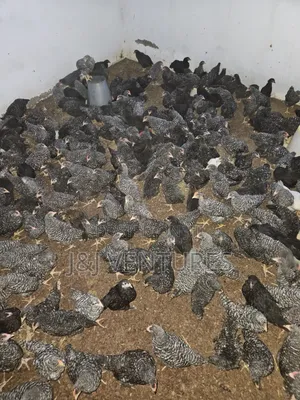 8-9 Weeks Plymouth Rock Chickens for Sale