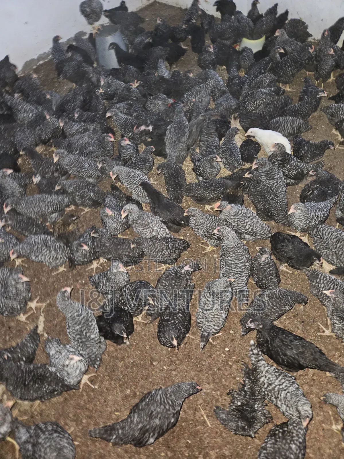 8-9 Weeks Plymouth Rock Chickens for Sale