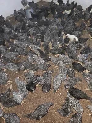 8-9 Weeks Plymouth Rock Chickens for Sale