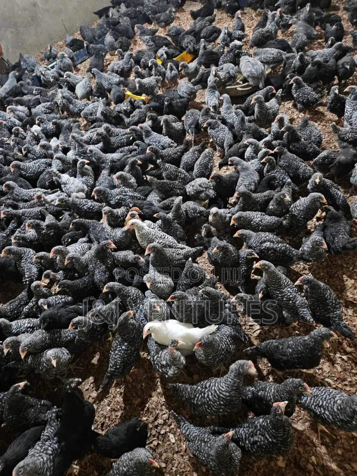 8-9 Weeks Plymouth Rock Chickens for Sale