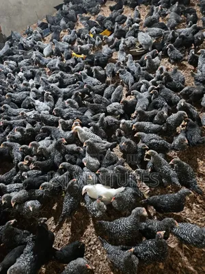 8-9 Weeks Plymouth Rock Chickens for Sale