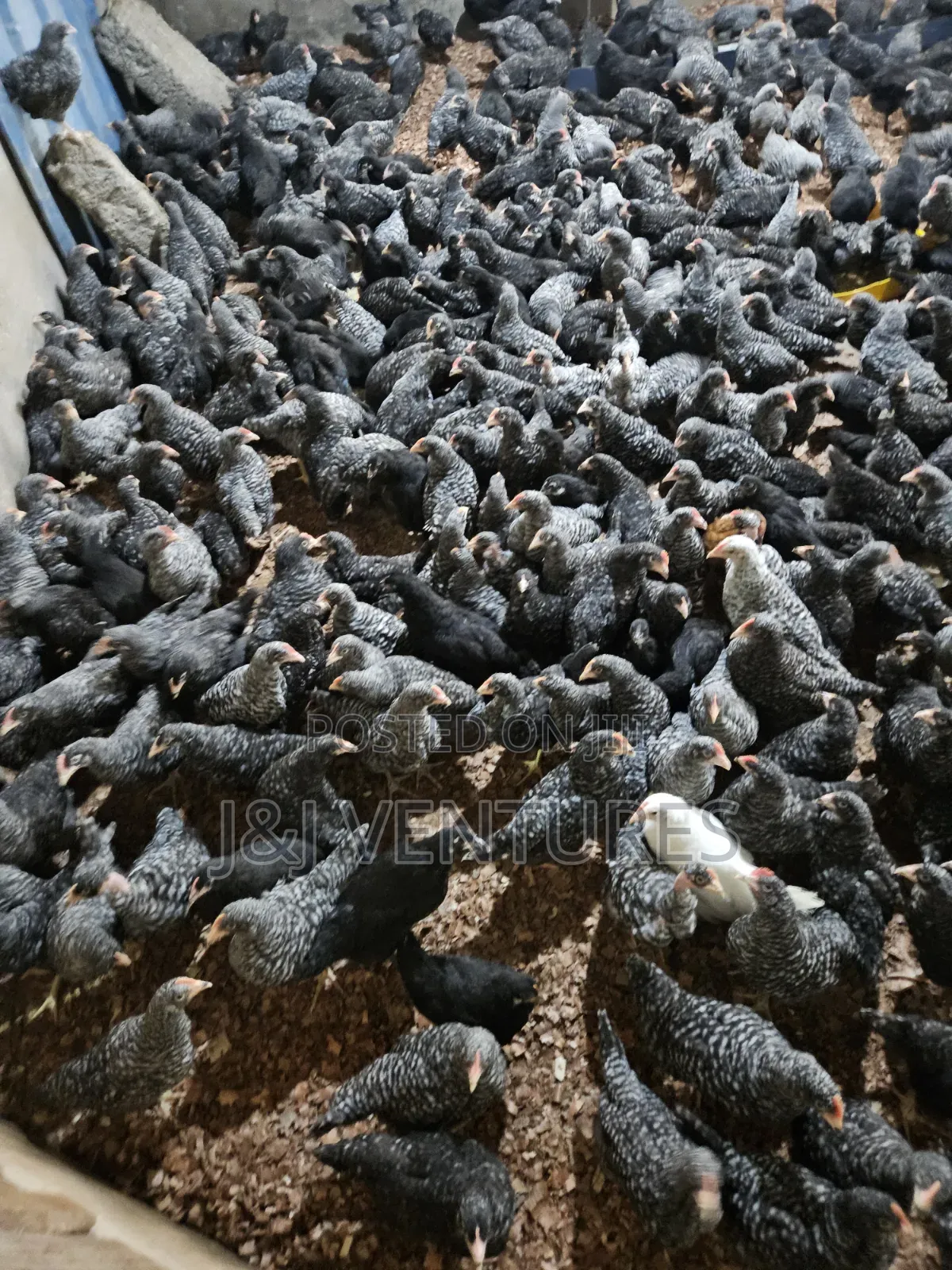 8-9 Weeks Plymouth Rock Chickens for Sale