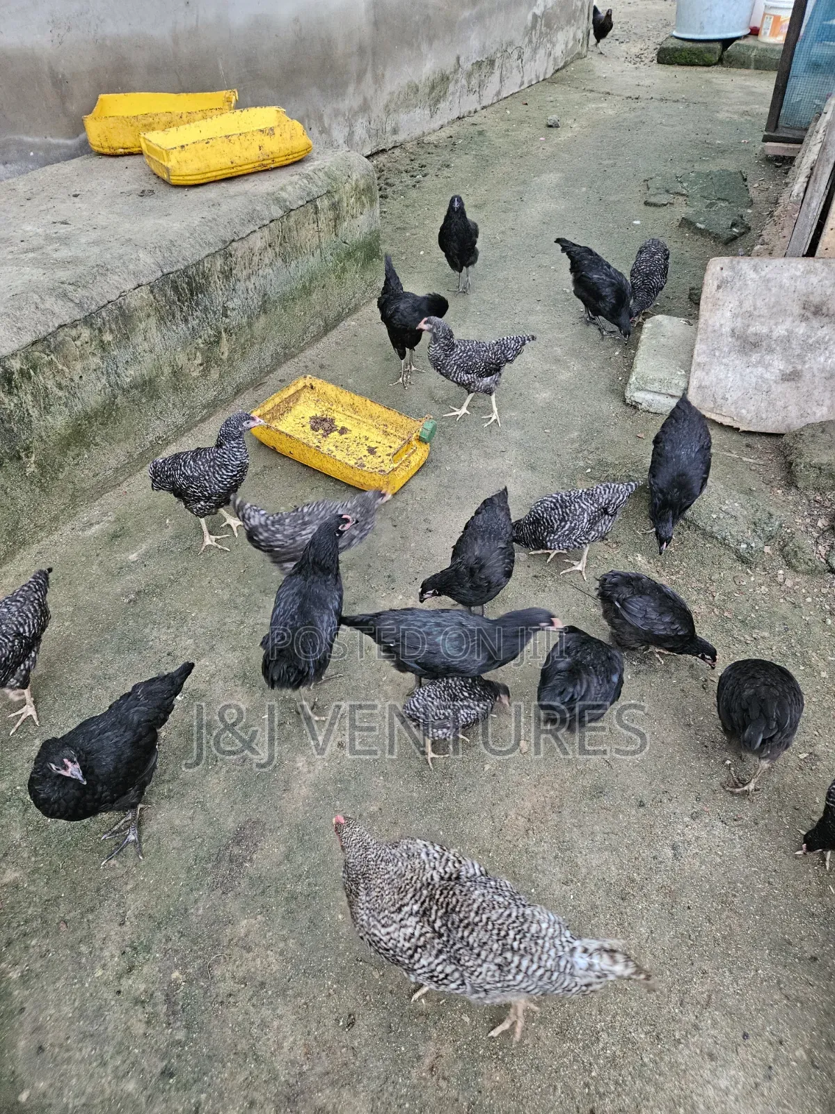 Healthy 3-Month-Old Plymouth Rock Hens for Sale