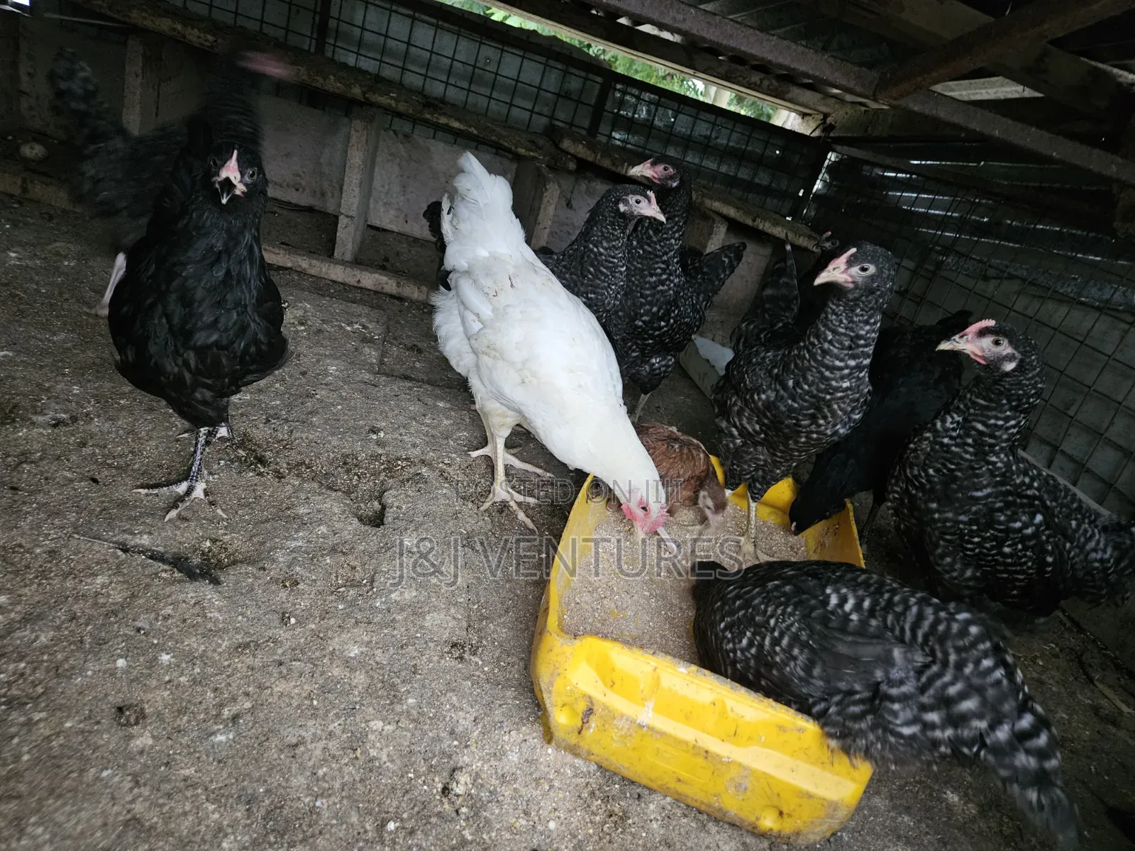 Healthy 3-Month-Old Plymouth Rock Hens for Sale