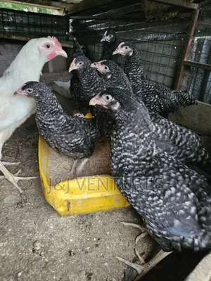 Healthy 3-Month-Old Plymouth Rock Hens for Sale