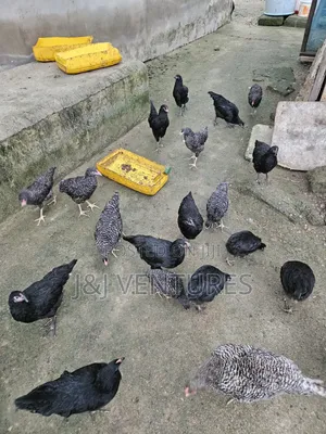 Healthy 3-Month-Old Plymouth Rock Hens for Sale