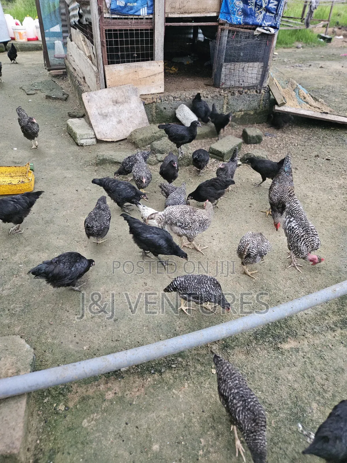 Healthy 3-Month-Old Plymouth Rock Hens for Sale