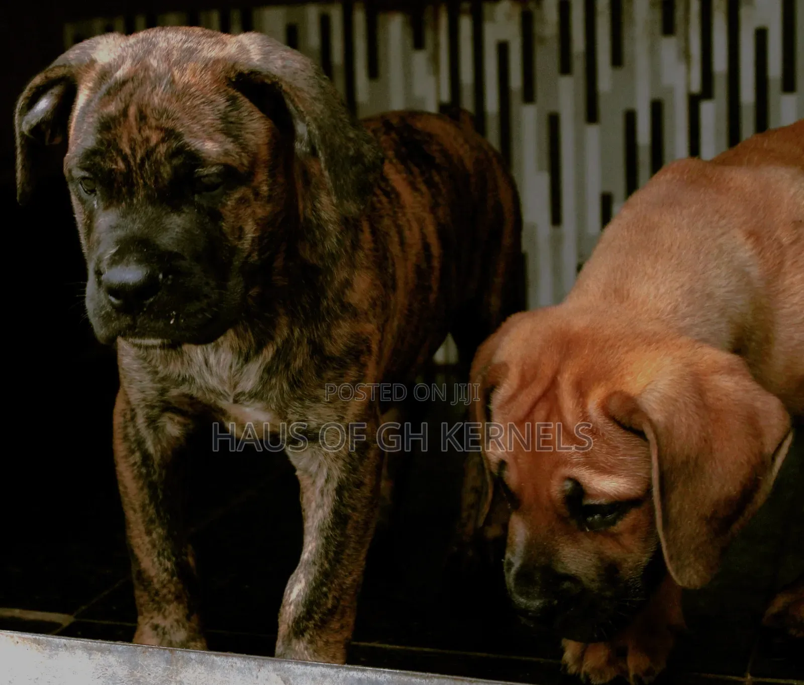 1-3 months Female Purebred Boerboel