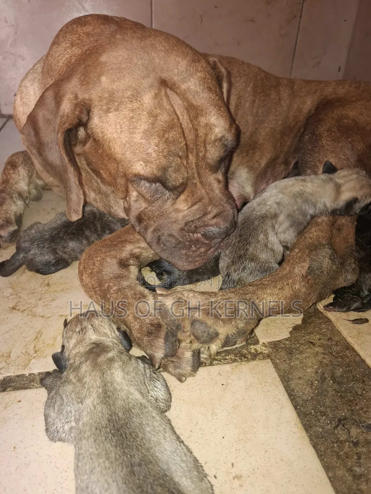 1-3 months Female Purebred Boerboel