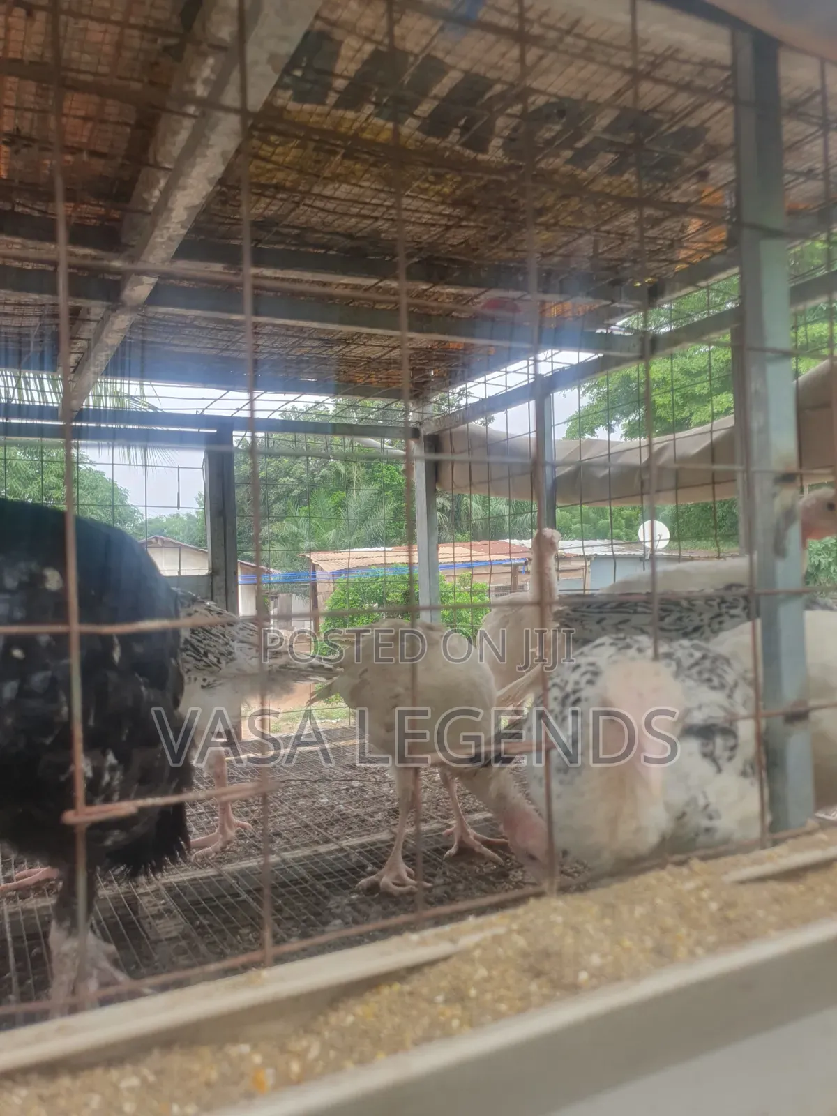 3 Months Turkeys