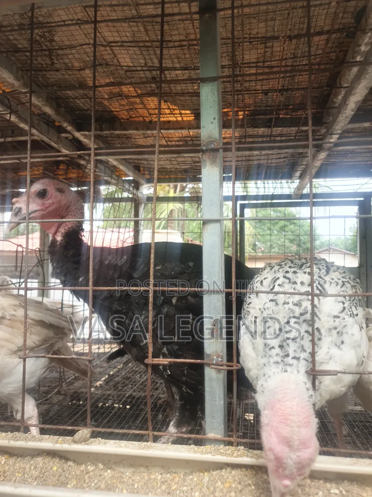 3 Months Turkeys