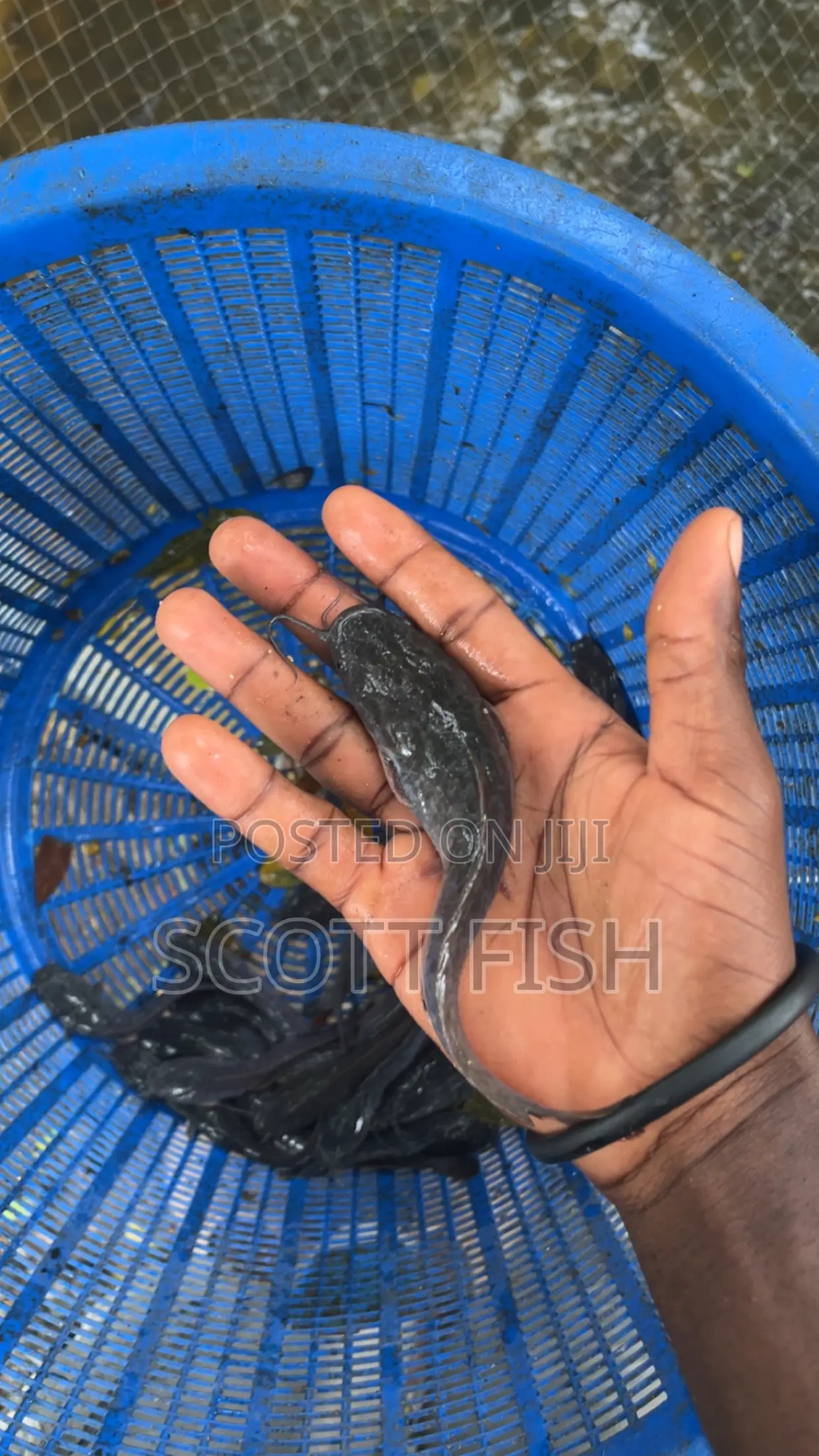 Catfish Juvenile