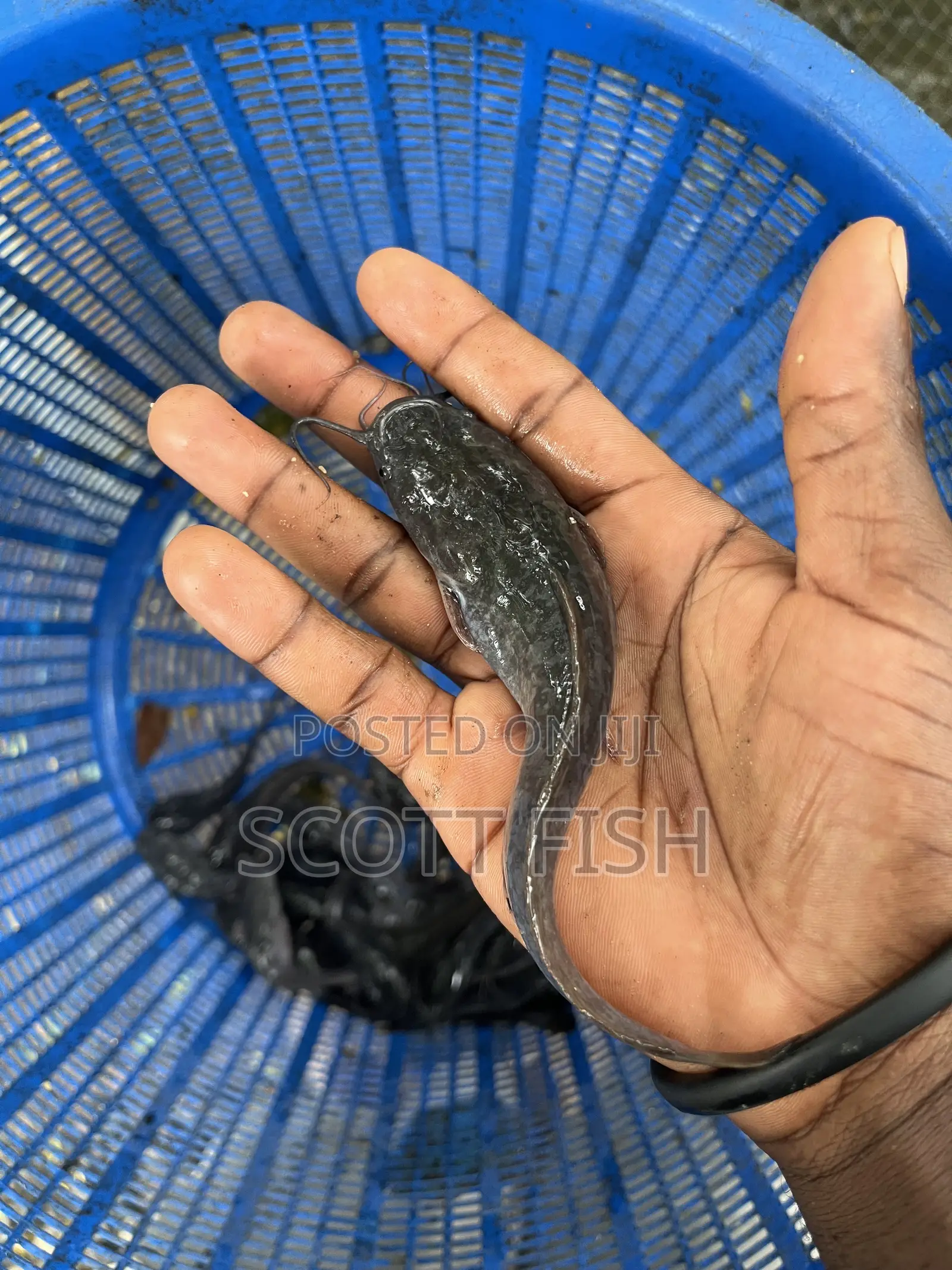 Catfish Juvenile