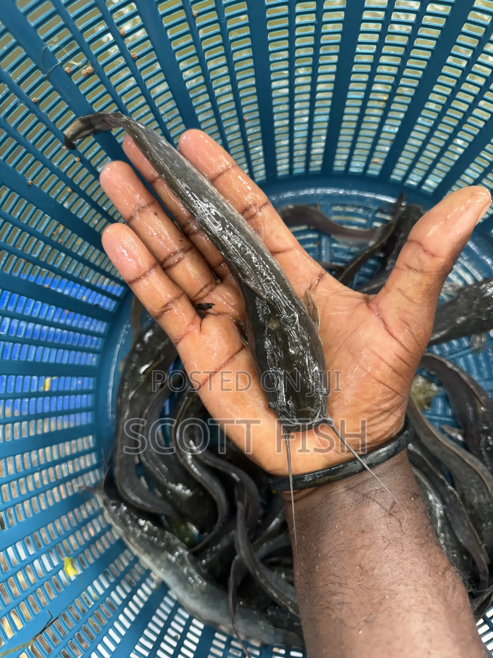 Catfish Jumbo