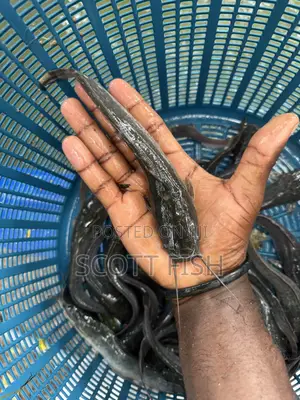 Catfish Jumbo