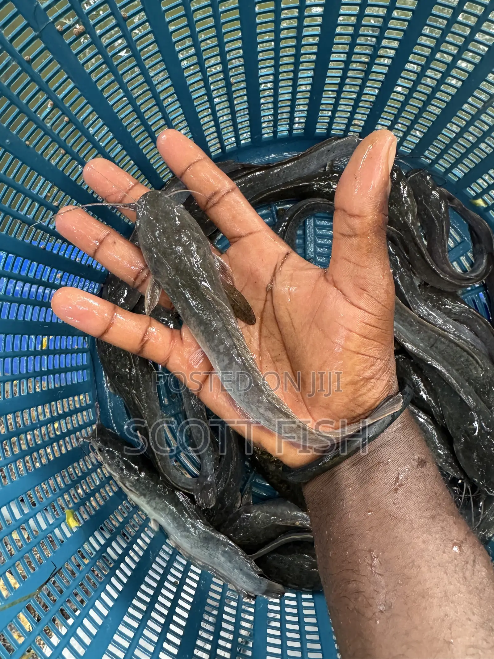Catfish Jumbo
