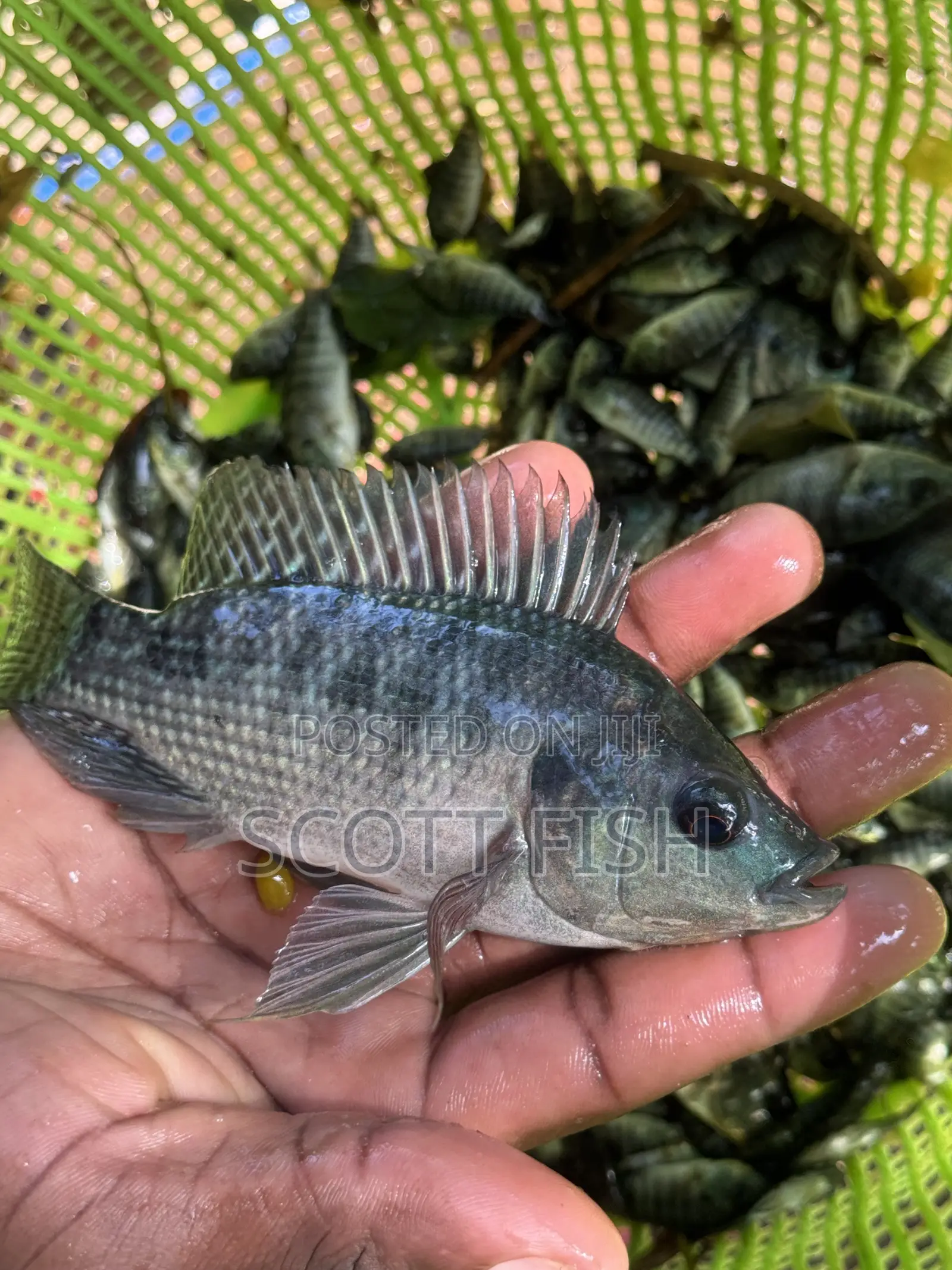 Tilapia Fingerlings