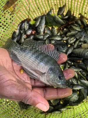 Tilapia Fingerlings