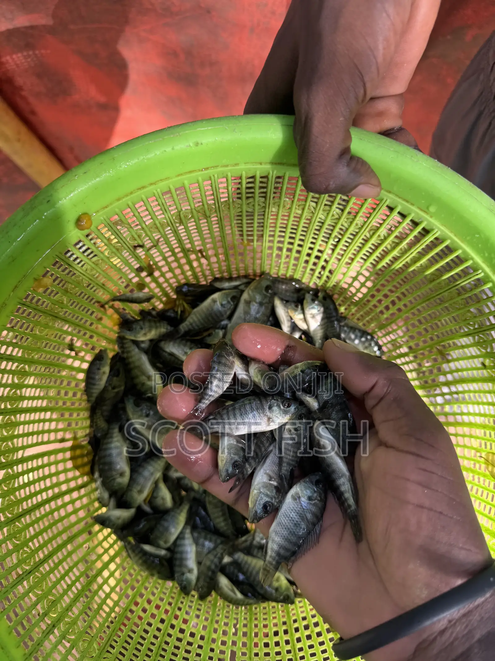 Tilapia Fingerlings
