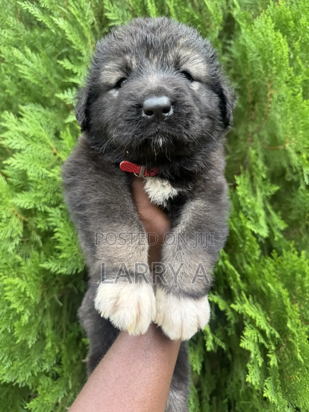 1-3 months Female Purebred Caucasian Shepherd