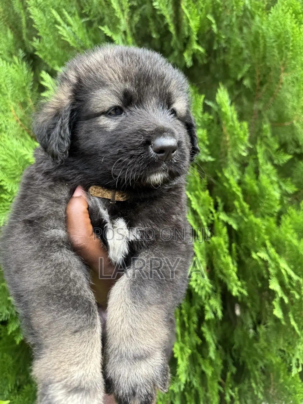 1-3 months Female Purebred Caucasian Shepherd