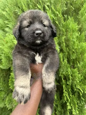 1-3 months Female Purebred Caucasian Shepherd