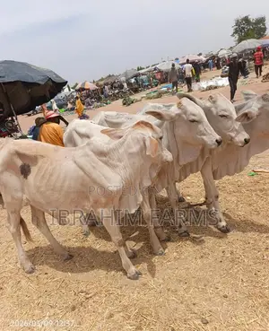 Young Gudali Cows for Sale