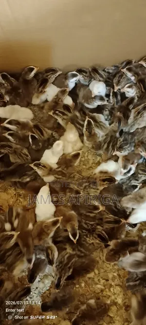 Guinea Keets for Sale