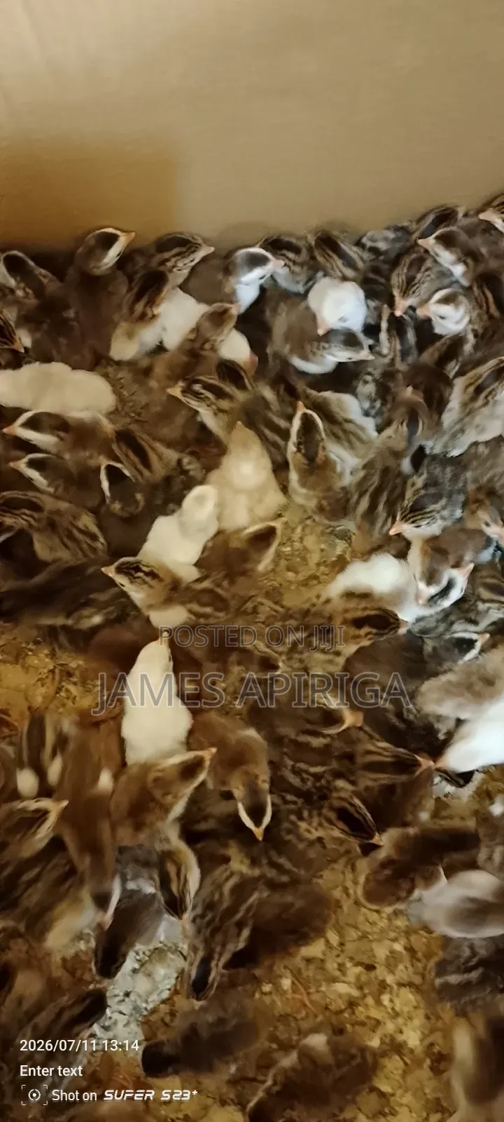 Guinea Keets for Sale