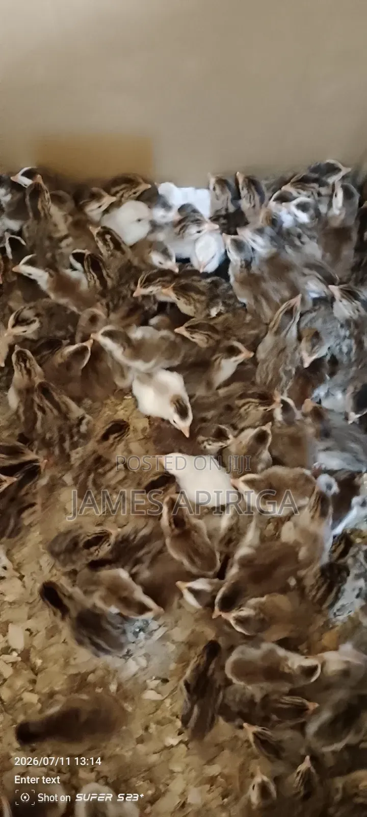 Guinea Keets for Sale