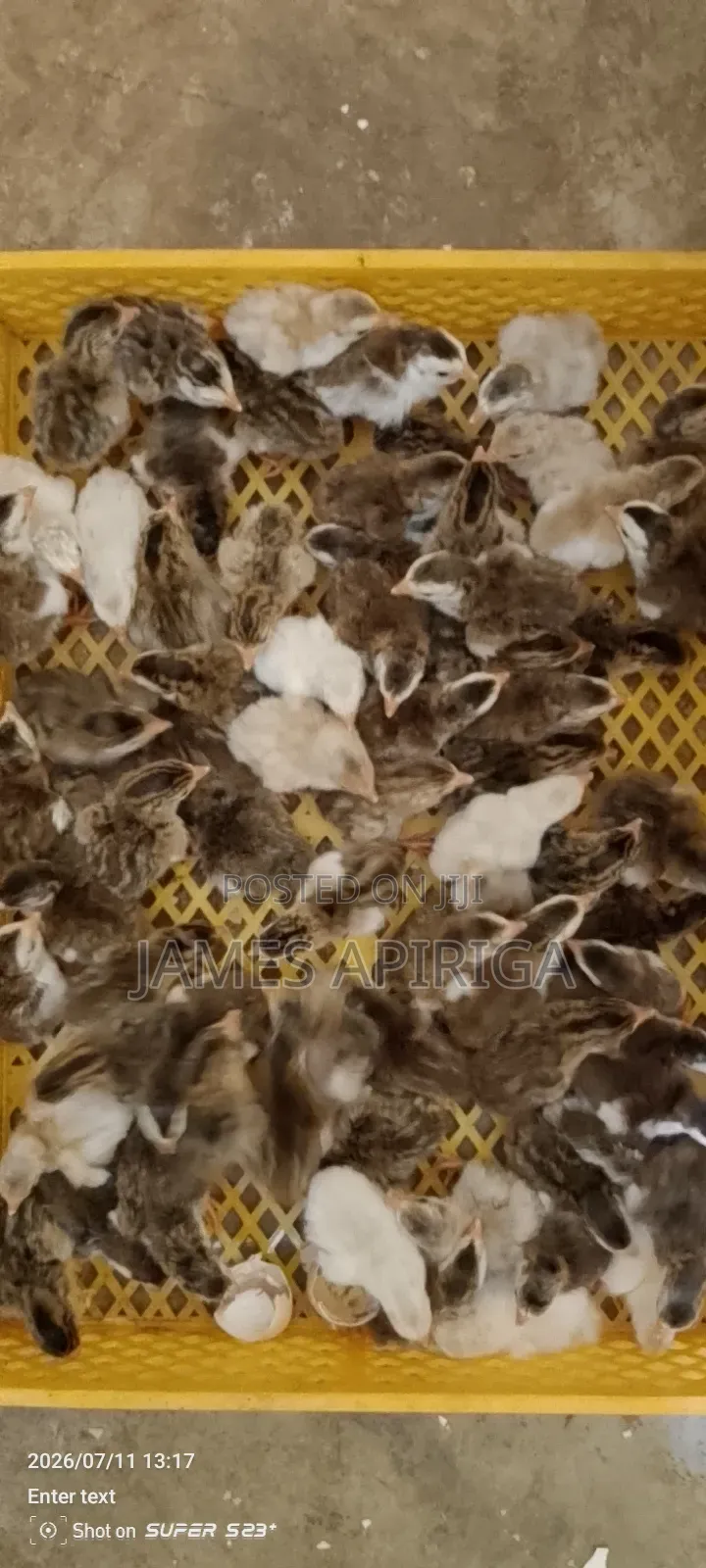 Guinea Keets for Sale