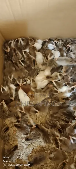 Guinea Keets for Sale