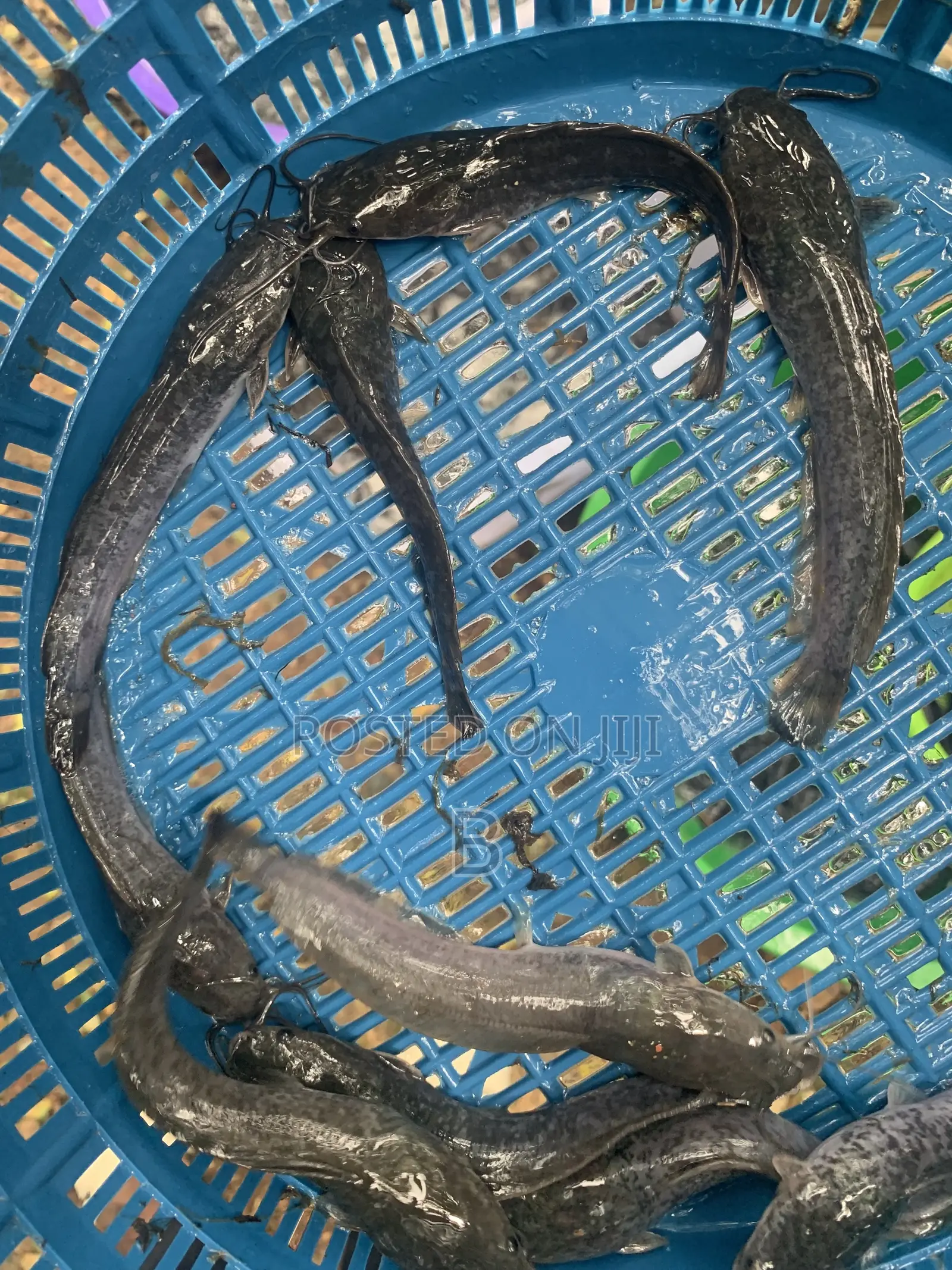Catfish Fingerlings